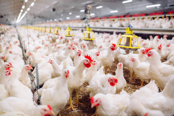 Poultry Birds