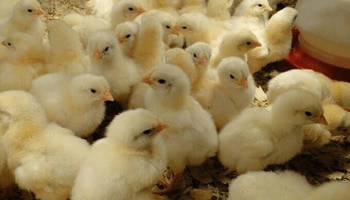 Day Old Chicks