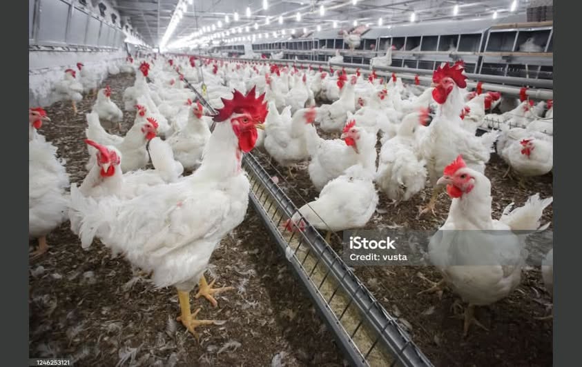 AVIAN ENCEPHALOMYELITIS: PROTECTING YOUR POULTRY FROM A HIDDEN THREAT