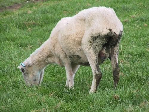 DIARRHEA IN RUMINANTS: WHY WORM CONTROL MATTERS