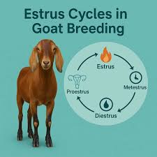 UNDERSTANDING OESTRUS IN SMALL RUMINANTS: THE KEY TO SUCCESSFUL BREEDING