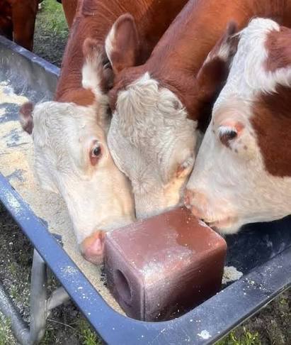 MINERAL BLOCK: THE HIDDEN POWER BEHIND HEALTHY RUMINANTS
