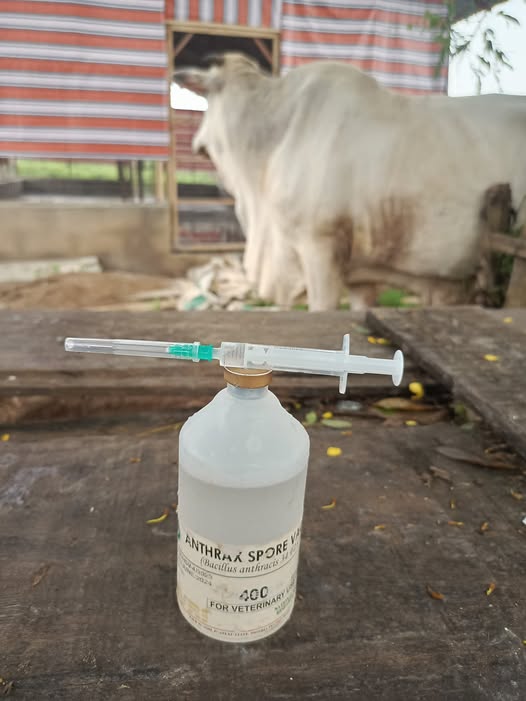 PROTECT YOUR CATTLE AGAINST ANTHRAX TODAY!