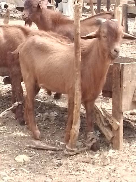 QUALITY LIVESTOCK, PROFESSIONAL SERVICE, LASTING VALUE